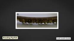 How Plate Tectonics Gave Us Seahorses Instructional Video