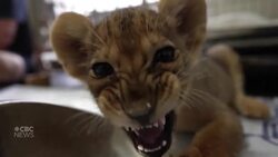 Lion cubs sheltered by charity after rescue from wildlife trade News Clip