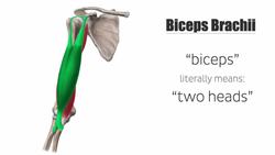 Biceps brachii muscle Instructional Video