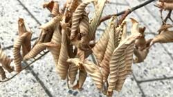 Keeping Dutch elm disease in check News Clip