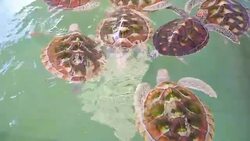Green sea turtle Sea turtle thailand Stock Footage