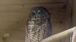 The Wild Work of Conservationists: Jasmine McCulligh News Clip