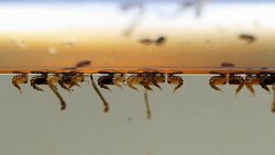 Mosquitos pupa larva, Example in the laboratory - scientific research and development concept. Stock Footage