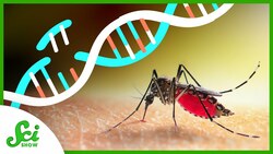 Killing Mosquitoes With a Flip of a Gene Instructional Video