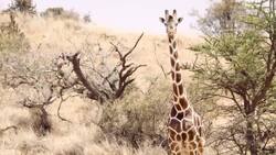 How to Tell Different Giraffe Species Apart Instructional Video