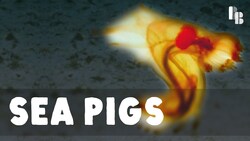 A Living Tube With Little Tube Feet Instructional Video