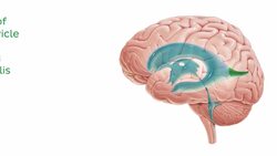 Ventricles of the brain Instructional Video