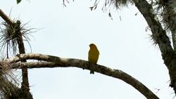 VOICED : Pájaros y café, una apuesta por la paz en Colombia News Clip