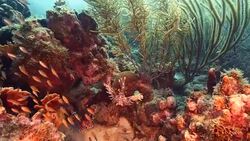 Seascape of coral reef in the Caribbean Sea around Curacao at dive site Mako's Mountain Stock Footage