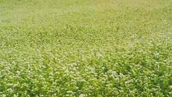 Buckwheat field in Biei, Hokkaido, Japan Stock Footage