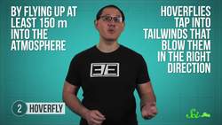 5 Tiny Animals With BIG Migrations Instructional Video