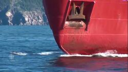 Amazing underwater footage from Gulf of St. Lawrence News Clip