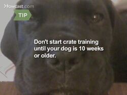 How to Crate Train a Dog Instructional Video