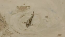 Mangroves under threat by major development plans News Clip