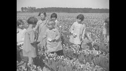 People gathering flowers on narcissus farm near Scottsville, TX News Clip
