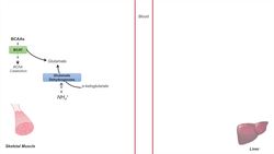 Glucose-Alanine Cycle | Cahill Cycle | Nitrogenous Waste Transport and Removal Instructional Video