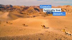 Demystified: Do Camels Store Water in Their Humps? Instructional Video