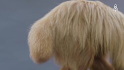 The Unique Bald Uakari, Red Faced Rainforest Resident Instructional Video