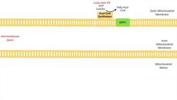 Carnitine Shuttle | Purpose and Mechanism Instructional Video