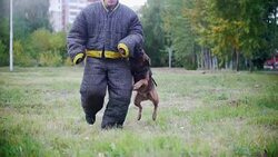 Man in a protective suit trains his shepherd dog to attack Stock Footage