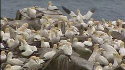 A third of birds in North America threatened with extinction News Clip