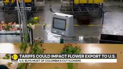 US-Colombia Row: Tariffs war may impact flower export To US? News Clip