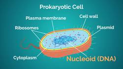 BIOLOGY - Cells - Prokaryotic vs Eukaryotic Instructional Video