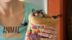 New Poster and New Sugar Glider! Instructional Video