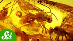 Sex, Spider Attacks, and Other Acts Caught in Amber Instructional Video