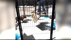 2 dogs from Stamford rescue go paw-to-paw in Puppy Bowl XXI News Clip
