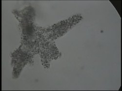 The Cell: Cytoplasm Instructional Video