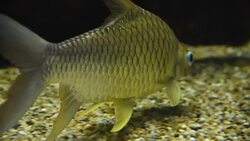freshwater fish Stock Footage
