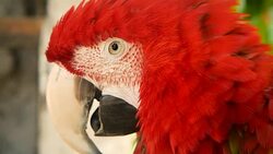 Close up of Red Amazon Scarlet Macaw parrot or Ara macao, in tropical jungle forest. Wildlife Colorful selective focus portrait of bird with vibrant feathers from exotic nature. Stock Footage