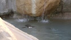 Give a Big Welcome to the San Diego Zoo’s New Penguins Instructional Video