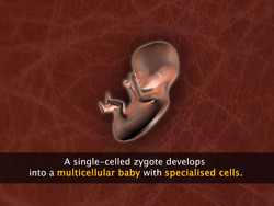 Introduction to Tissues Instructional Video