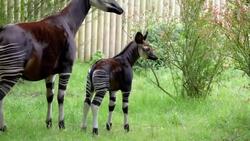 Highly-endangered okapi baby ventures outside for first time Instructional Video