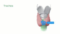 Thyroid and parathyroid glands Instructional Video