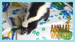 Lollipop the Skunk Paints! Instructional Video