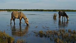 White Camargue horses, Camargue, France Stock Footage