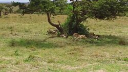 cheetahs lying under tree in savanna at africa Stock Footage