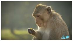 Why Do Our Brains Have Distinct Hemispheres? Instructional Video