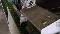 First step in making beer - hop cones Stock Footage