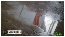 7 Animals That Evolved at Hyperspeed — Because of Us Instructional Video