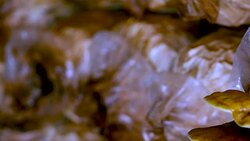 Panning : mature Lingzhi mushrooms on shelf Stock Footage