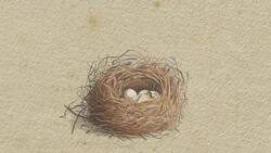 The Evidence for Evolution Instructional Video