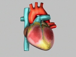Tu cuerpo: recapitulando Instructional Video