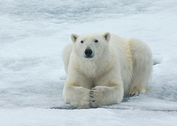 Mechanisms of Evolution Instructional Video