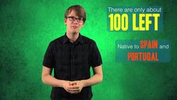 The World's 5 Rarest Animals Instructional Video