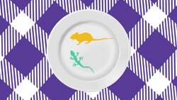 Meet the Largest and Tallest Raptor on Earth Instructional Video