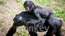 Warm Weather Animal Sounds Instructional Video